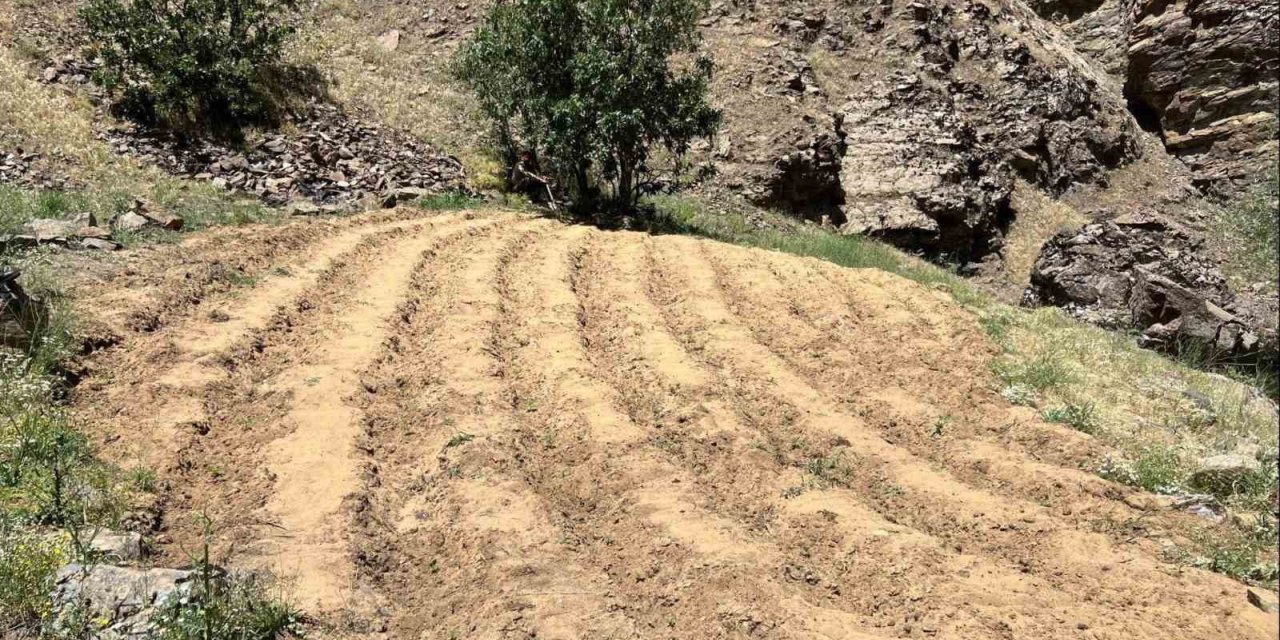 Bingöl’de 2 bin 900 kök kenevir ele geçirildi