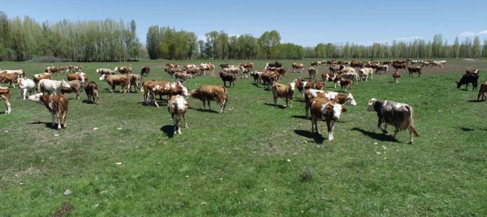 Hayvancılığa Destek Projesi Başladı