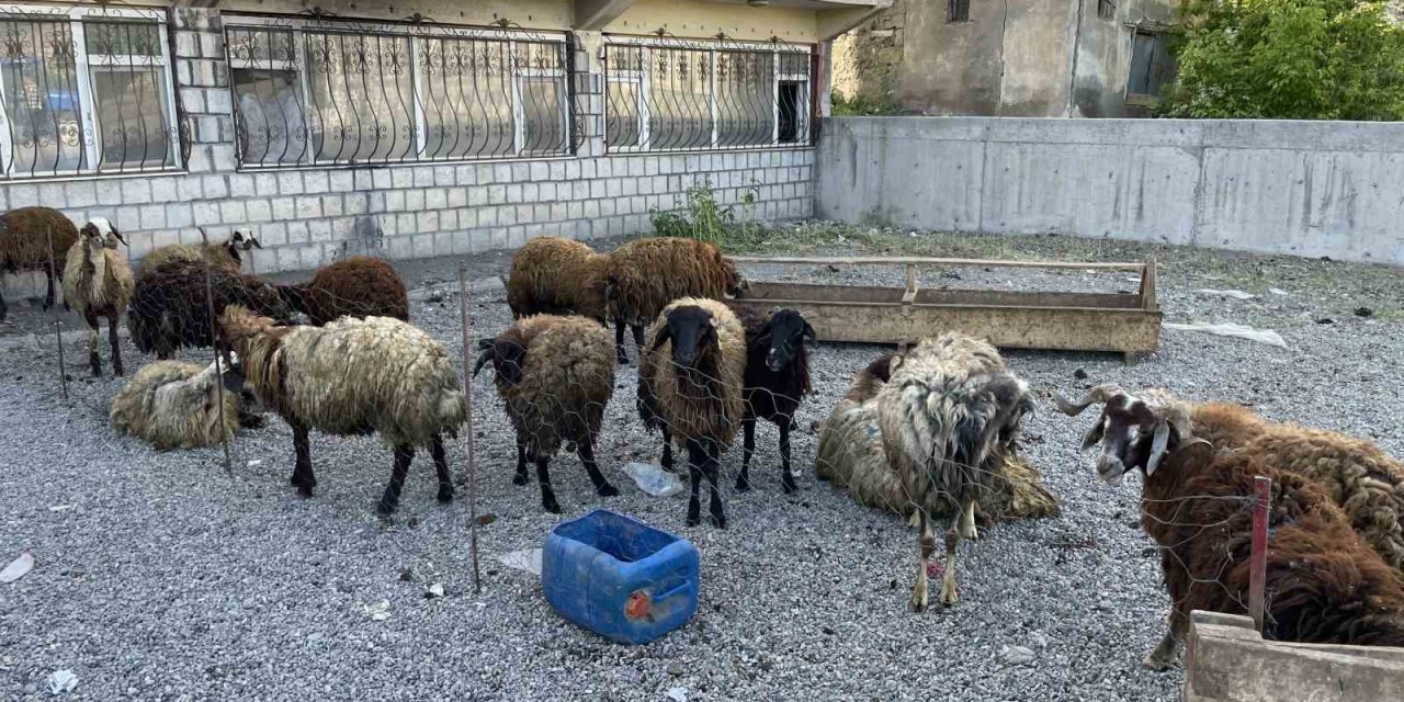Malazgirt’te küçükbaş kurbanlıklar satışa çıkarıldı