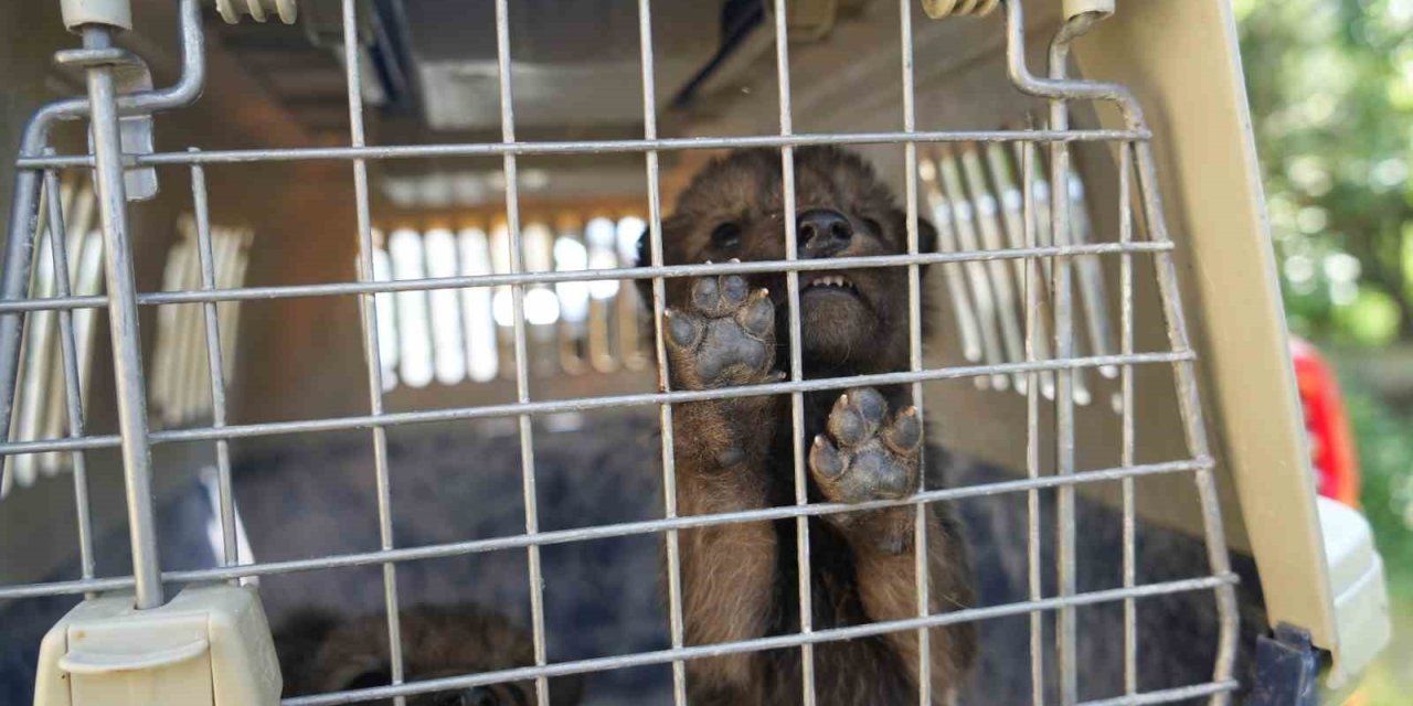 Muş’ta yaylada bulunan 4 kurt yavrusu koruma altına alındı
