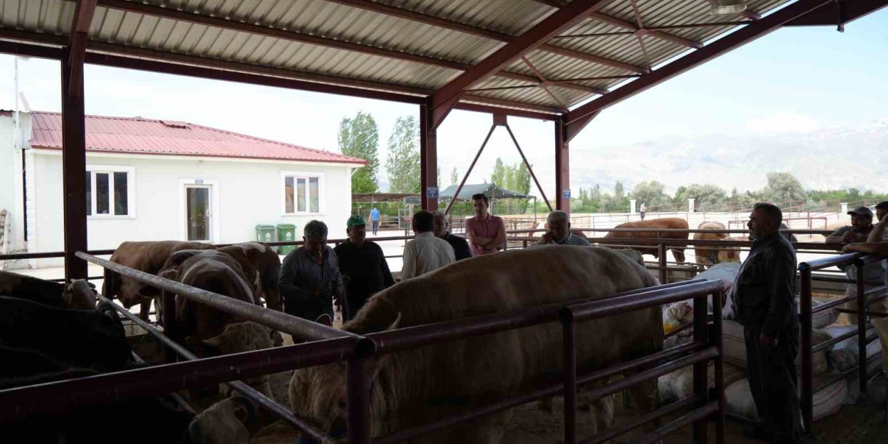 Erzincan’da Kurban Bayramı hareketliliği başladı: Hayvan pazarı sıkı pazarlıklara sahne oldu