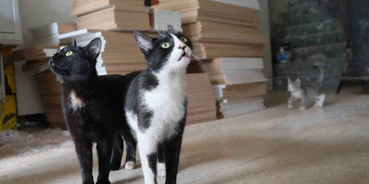İşte Türkiye’nin konuştuğu o çılgın iki kedi