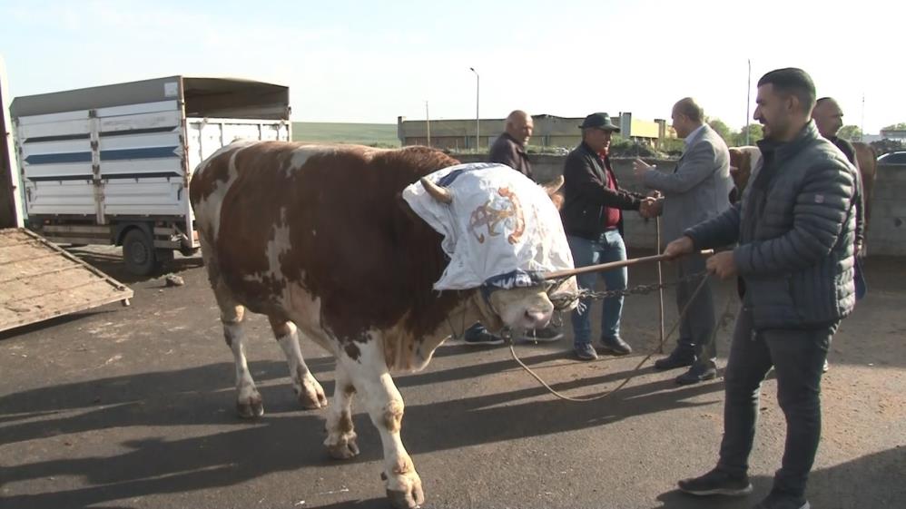 Kars’ta 900 kiloluk boğa 300 bin TL’ye satıldı