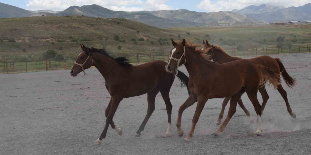 Milyonluk taylar açık artırmayla satışa sunuluyor