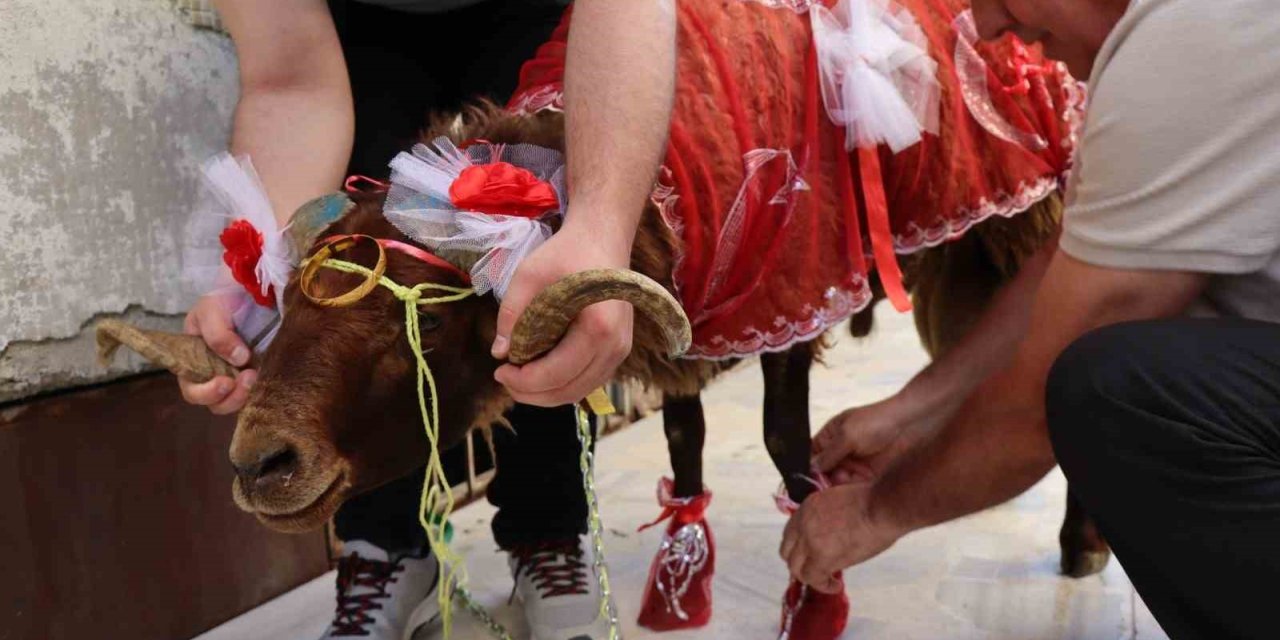 Erzurumlu damattan nişanlısına kurbanlık koç hediyesi