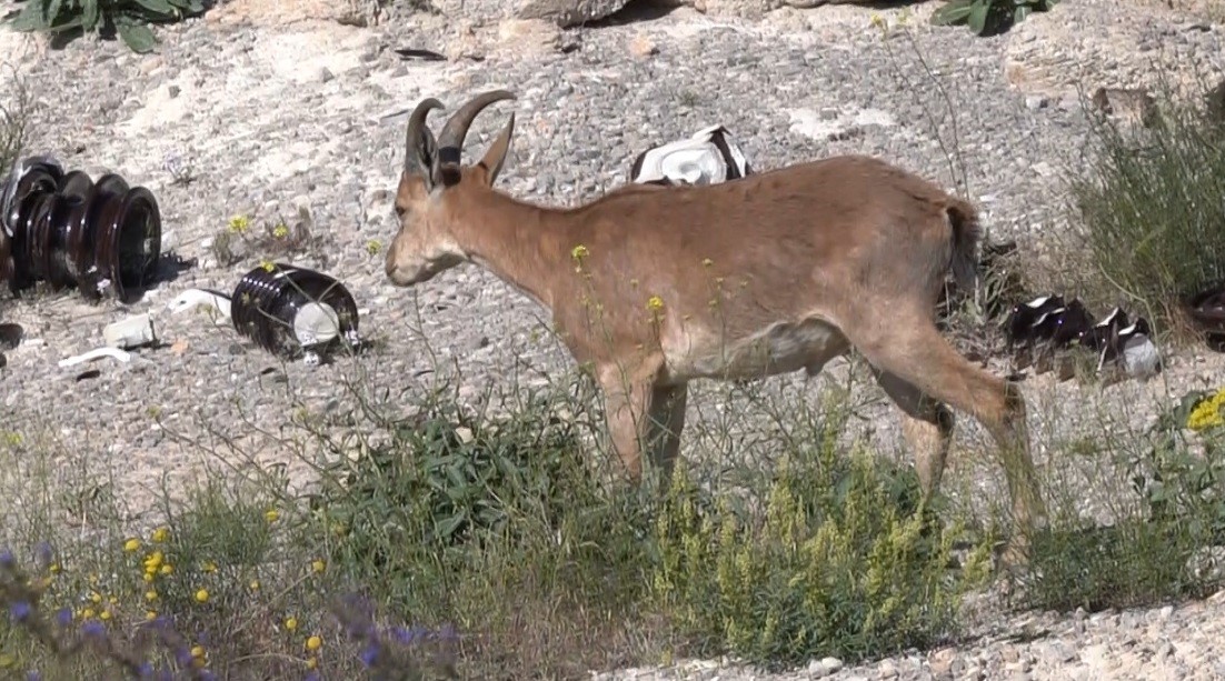 Kemaliye’de şantiye sahasına giren yaban keçisi görüntülendi