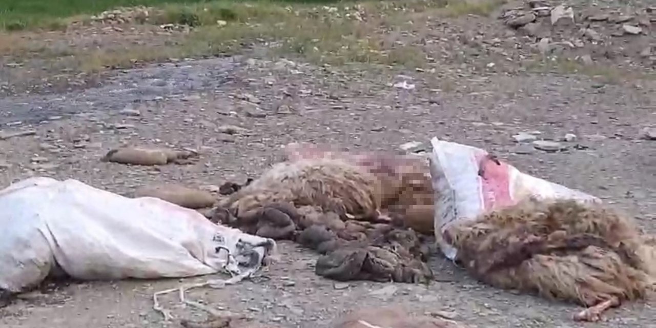 Yüksekova’da sakatatların yol kenarına atılmasına tepki