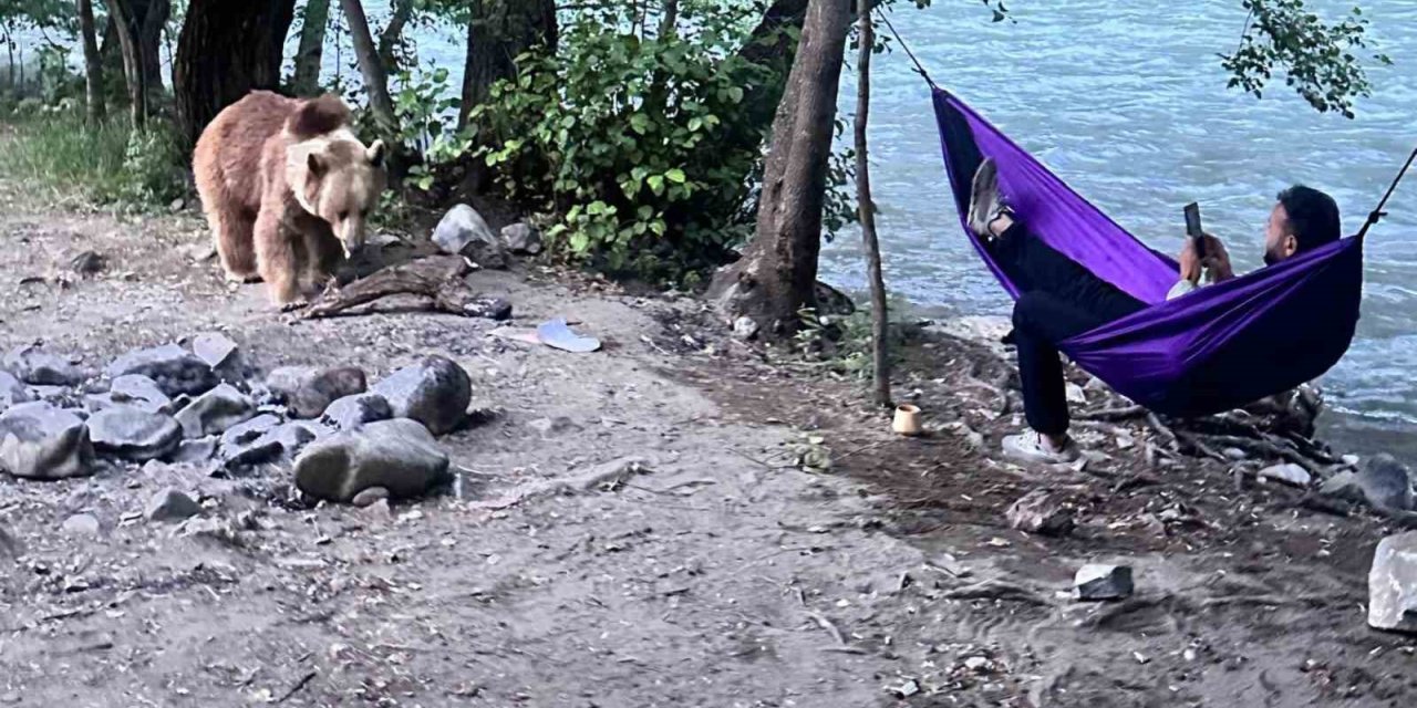 Tunceli’de kampçıların davetsiz misafiri: Anne ayı ve 2 yavrusu