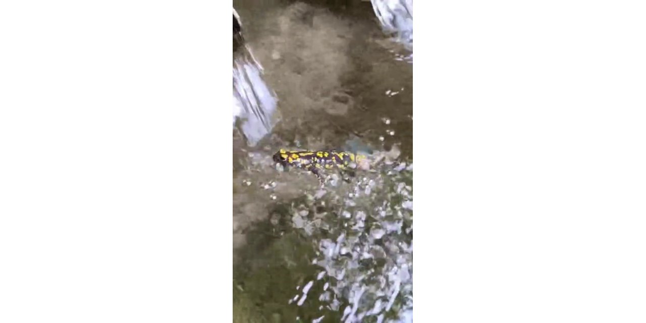 Elazığ’da benekli semender görüntülendi