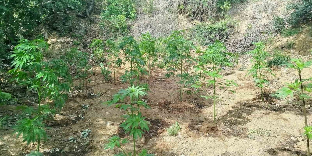 Bingöl’de 228 kök kenevir ele geçirildi