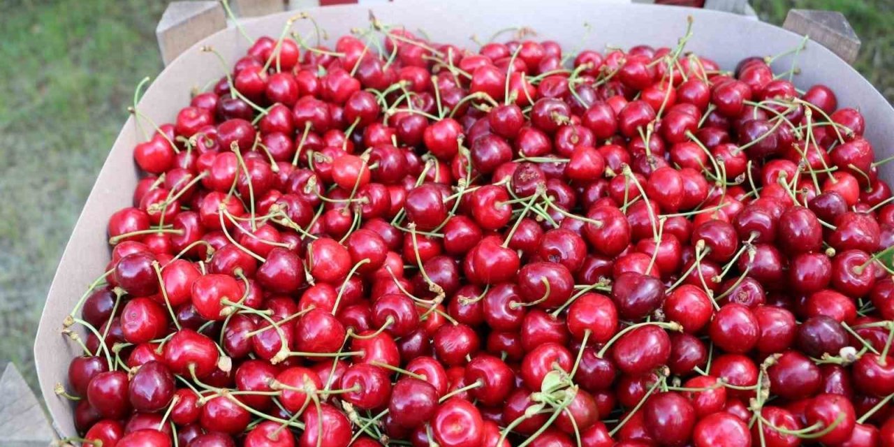 Erzincan’da kiraz bahçelerinde hasat başladı