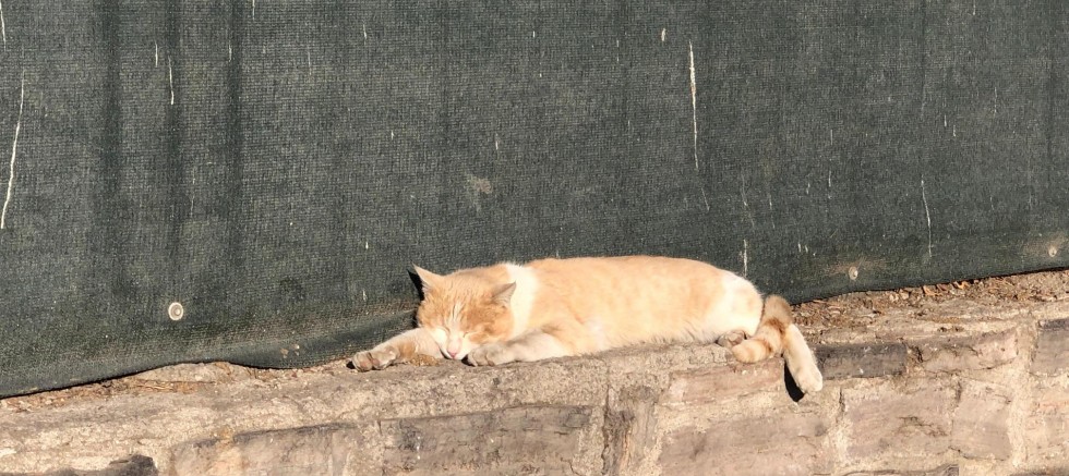 Güneşli Havada Keyif Yapan Kedi, Objektiflere Takıldı