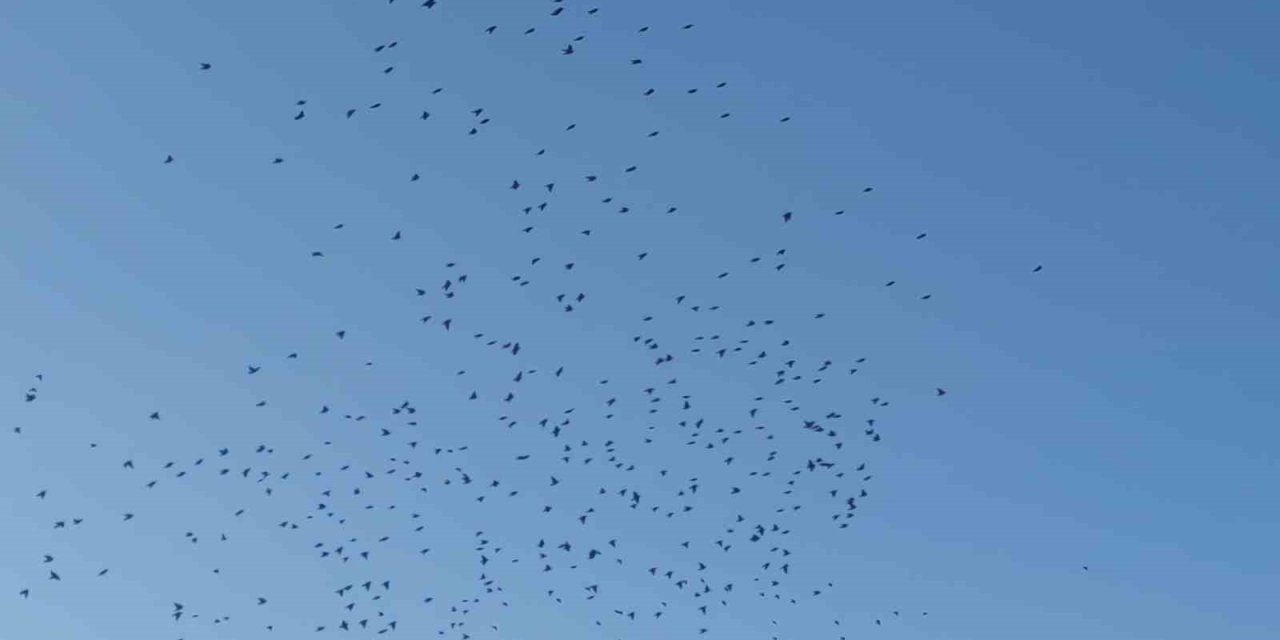 Sığırcık kuşlarının gökyüzündeki dansı mest etti