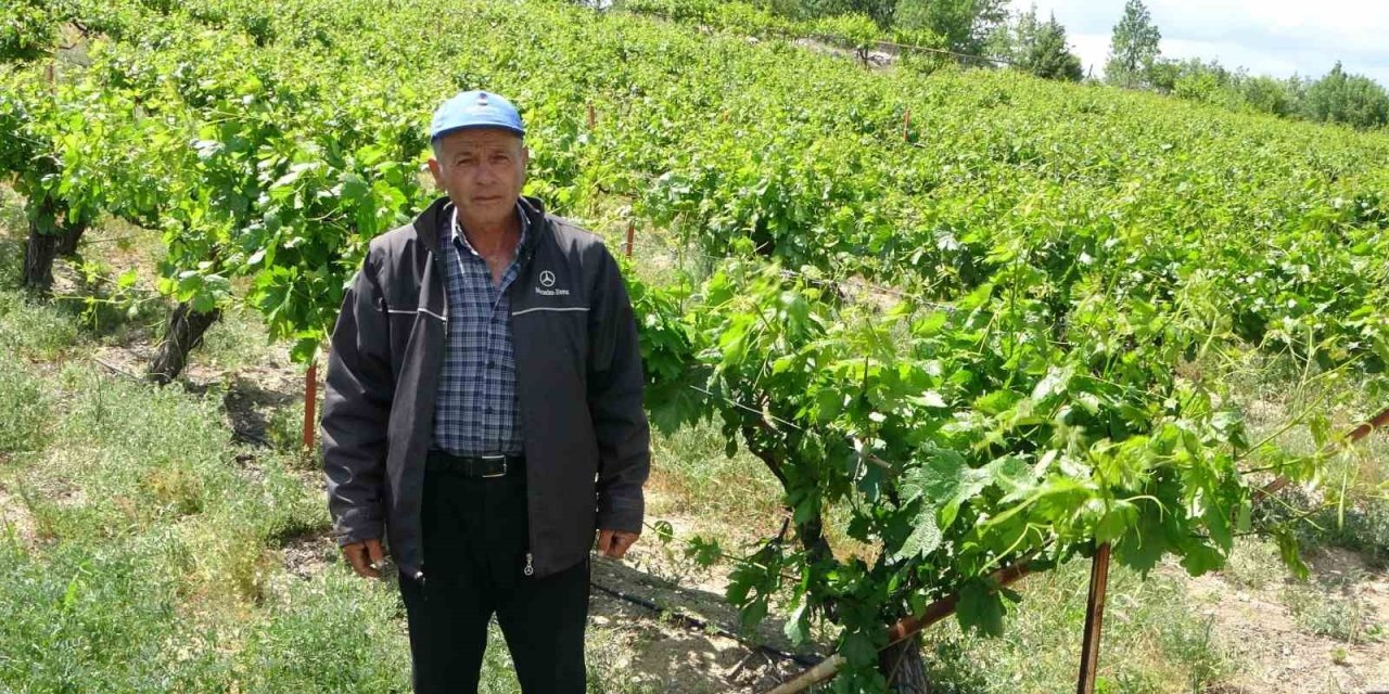 Zirai donun vurduğu tescilli "köhnü" üzümünde umutlar yapraklarda