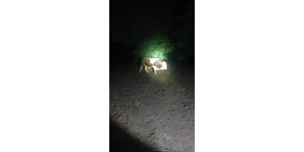 Elazığ’da kaçan boğayı belediye ekipleri yakaladı