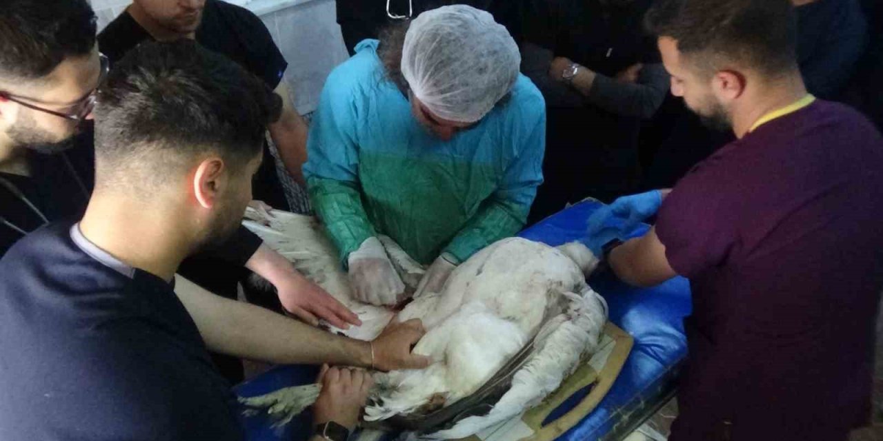 Muş’ta ateşli silahla yaralanan toy kuşu Van’da tedavisi devam ediyor