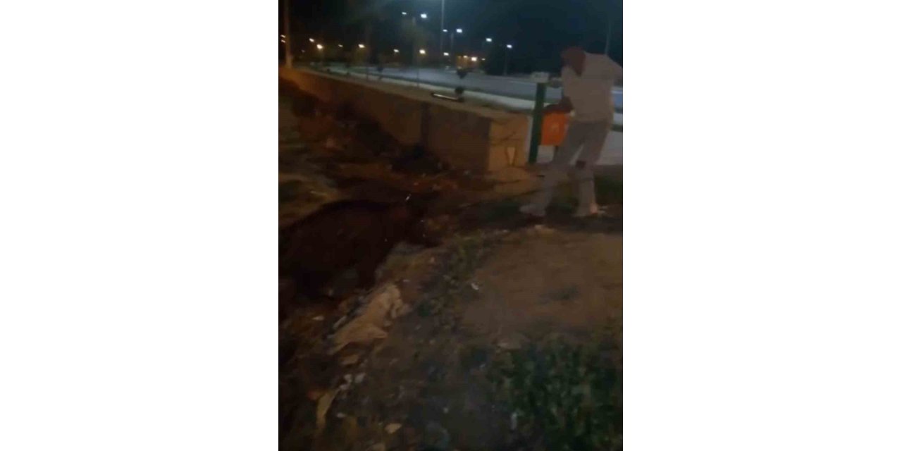 Iğdır’da yürüyüş yapan gençler, kanaldaki yaban domuzlarını kurtardı