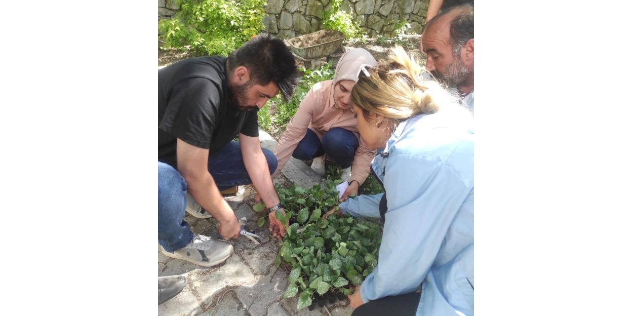 Hamur’da sebze fideleri dağıtımı gerçekleştirildi