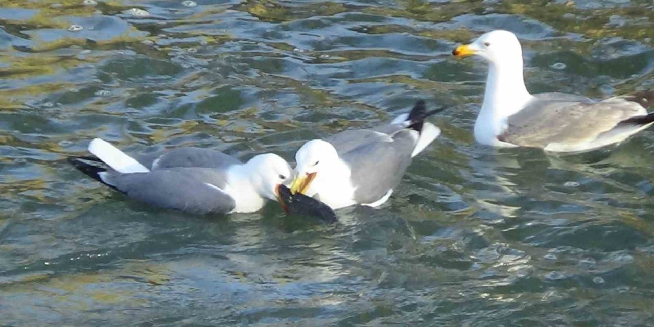 Martıların balık kavgası