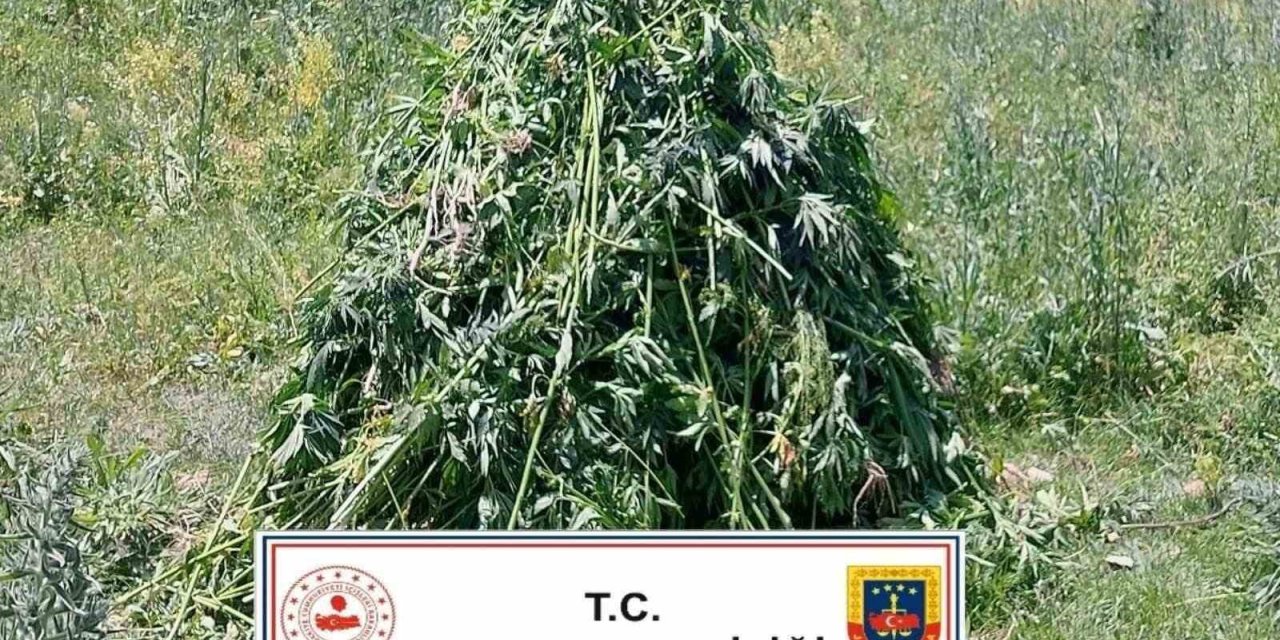 Erzurum’da 867 kök kenevir bitkisi ele geçirildi