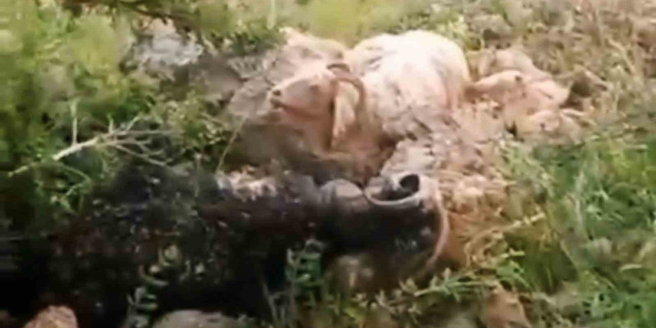 Yüksekova’da sürünün üzerine yıldırım düştü: 8 koyun telef oldu, çoban yaralandı