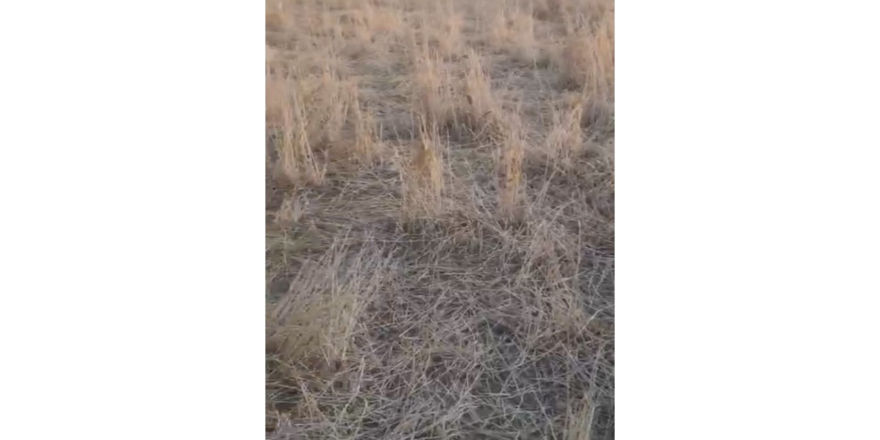 Elazığ’da araziler yaban domuzlarının istilasına uğradı