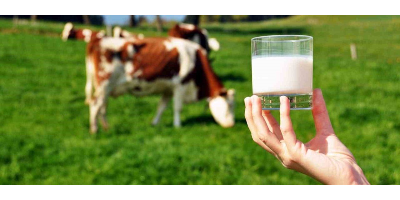 Ticari süt işletmelerince 981 bin 10 ton inek sütü toplandı