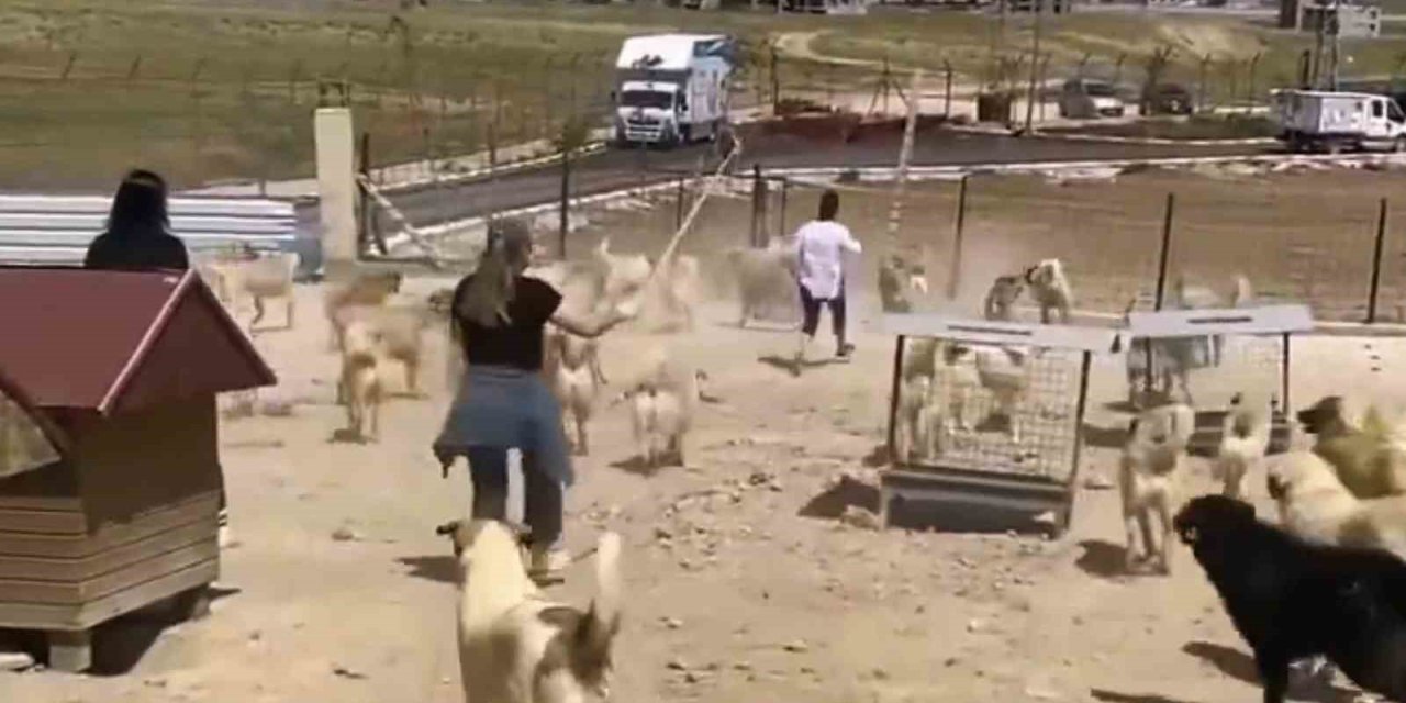 Büyükşehir Belediyesi bünyesinde faaliyet gösteren hayvan barınağında dehşete düşüren görüntüler