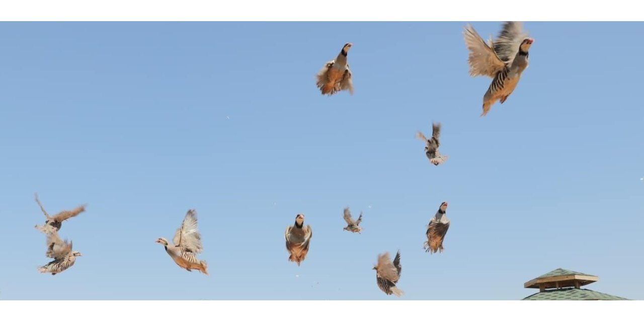 Keneye karşı doğaya keklik salma faaliyetleri devam ediyor