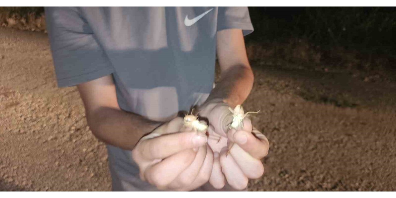 Elazığ’da çekirge istilası: Yüzlercesi yolu kapattı