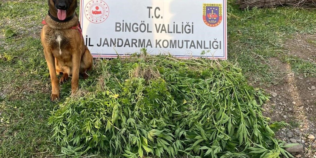 Bingöl’de 4 günde 14 bin 933 kök kenevir ele geçirildi