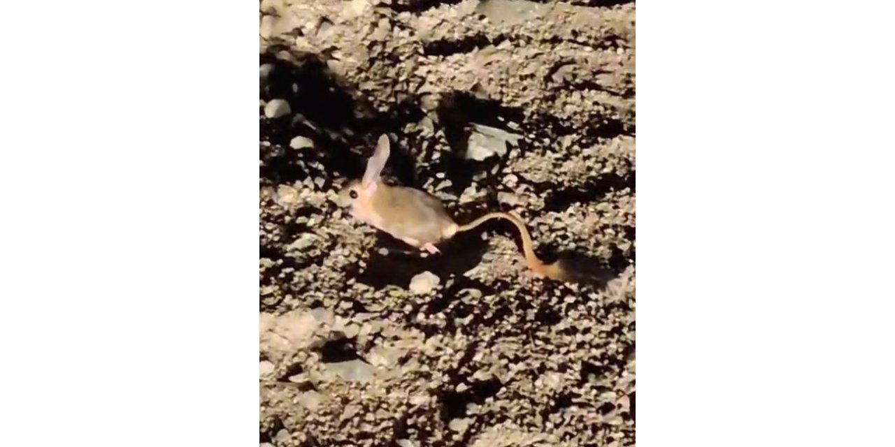 Elazığ’da Arap tavşanı görüntülendi