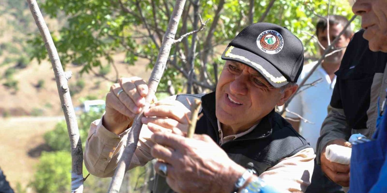 Vali Usta, fıstık aşılama çalışmalarını yerinde inceledi