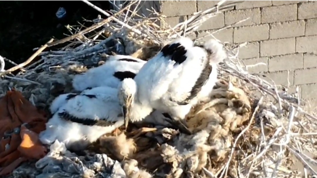 Özalp’ta soğuklara direnen leylekler yavruladı