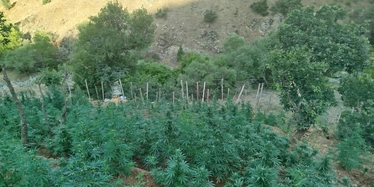 Bingöl’de 15 bin kök kenevir ele geçirildi