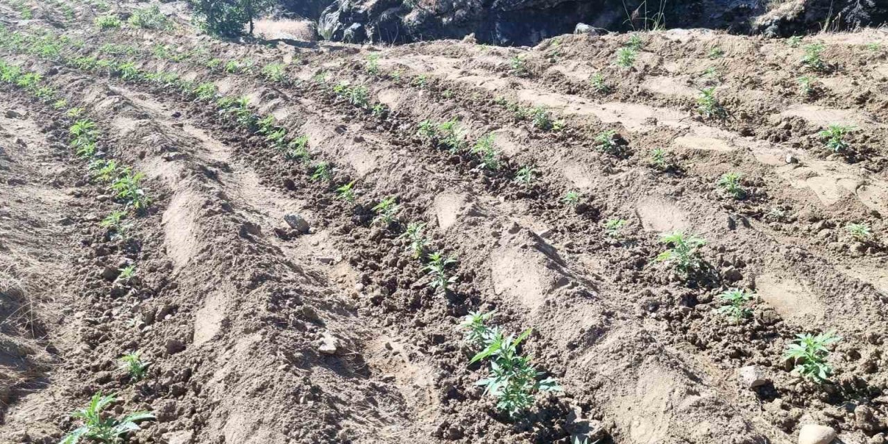 Bingöl’de uyuşturucu üretimine geçit yok