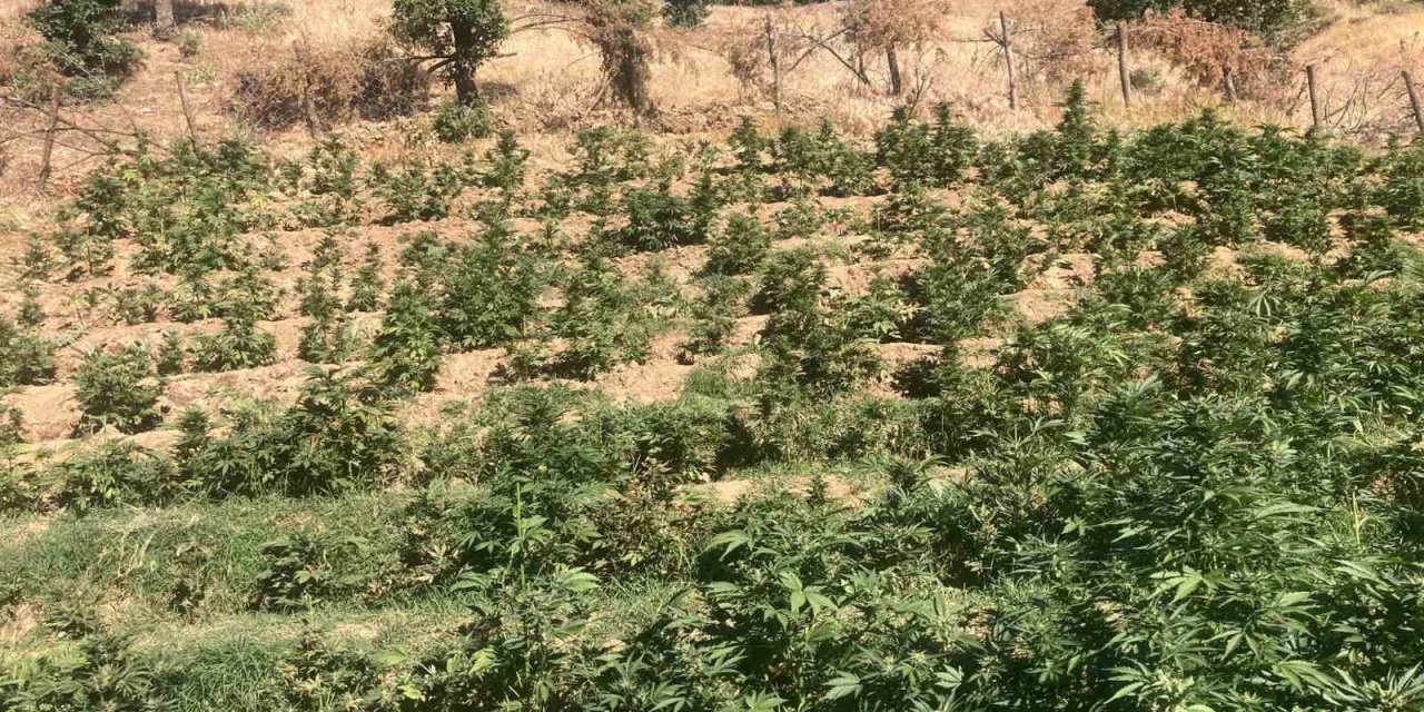 Bingöl’de 19 bin kök skunk bitkisi ele geçirildi