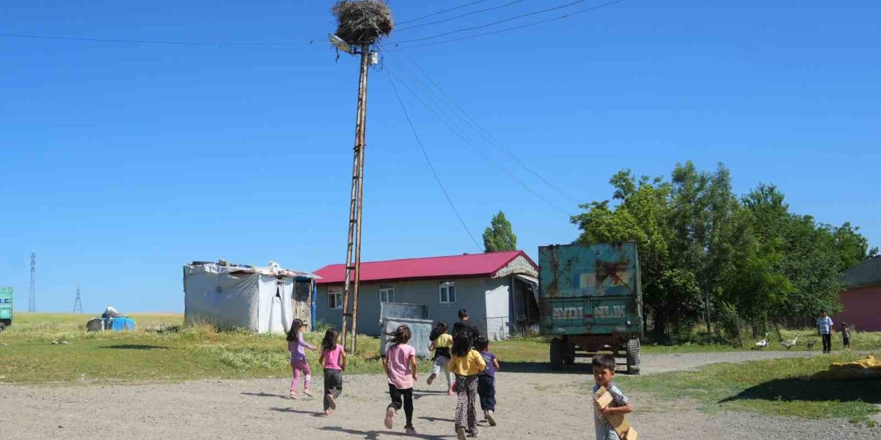 Leylekler Muş Ovası’nda yavrularını büyütüyor