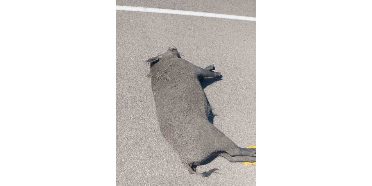 Özalp’ta otomobil yaban domuzuna çarptı