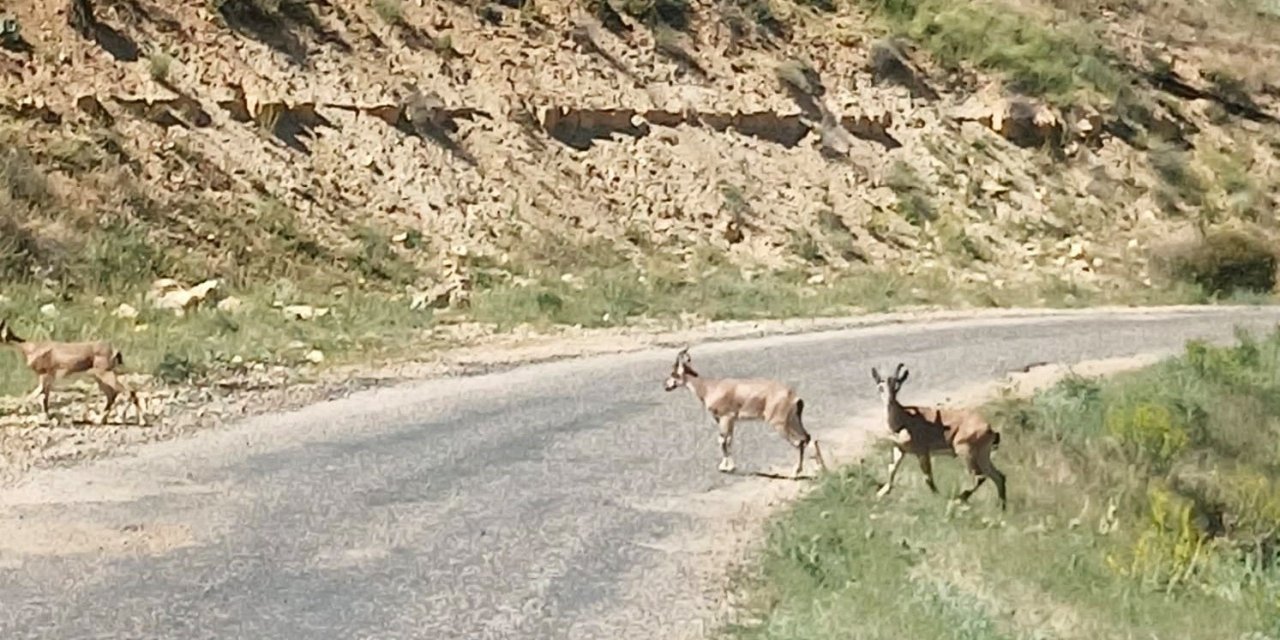 Dağ keçilerini görüntüledi, "Ne kadar güzelsiniz" diyerek paylaştı