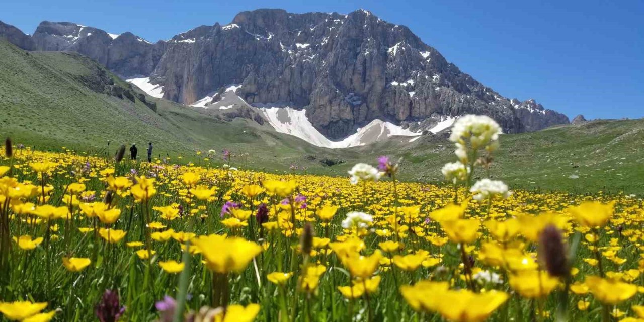 Merg Yaylası, bu günlerde yerli ve yabancı doğaseverlere ev sahipli yapıyor