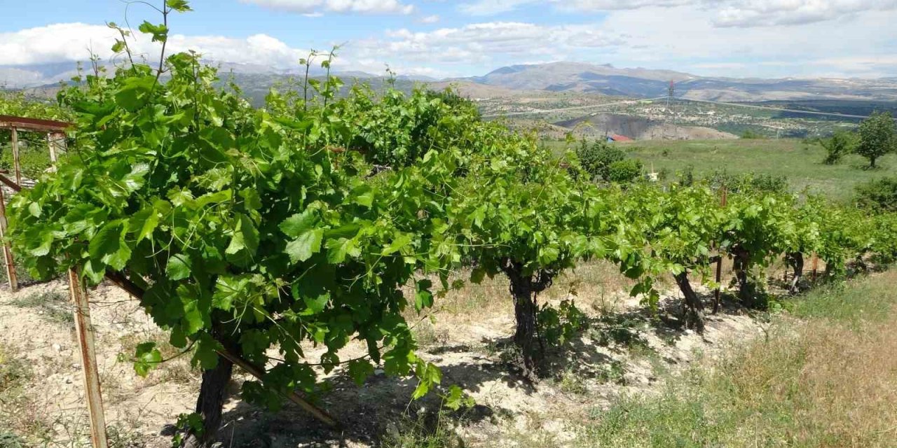 Arapgir’de bağlardan üzüm değil, yaprak toplanıyor