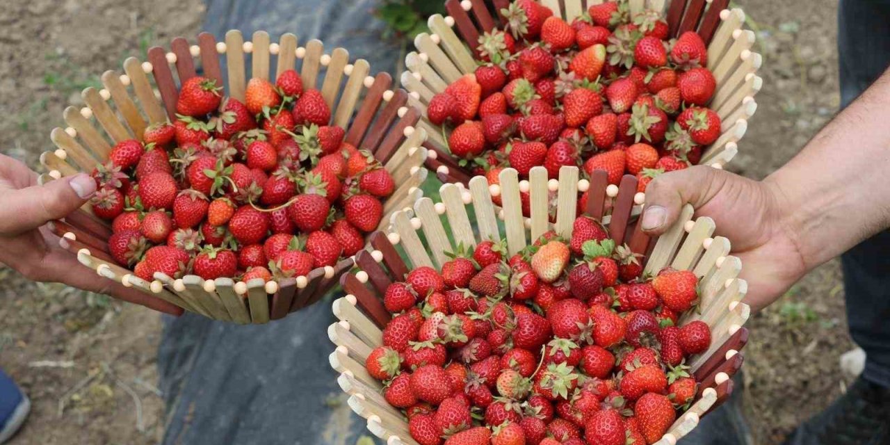 Ağrı tarımında yeni nefes: Çilek yetiştiriciliği büyüyor