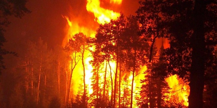 Kars'ta orman yangınları için tedbir kararları alındı