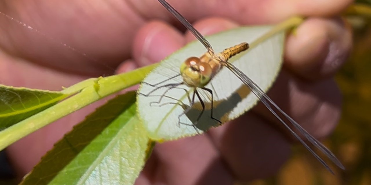 Diyadin’de doğanın objektife yansıyan zarafeti