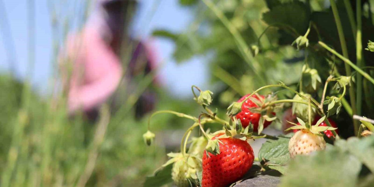 Erzincan’da çilek kilosu 150 liradan tezgâhta yerini aldı