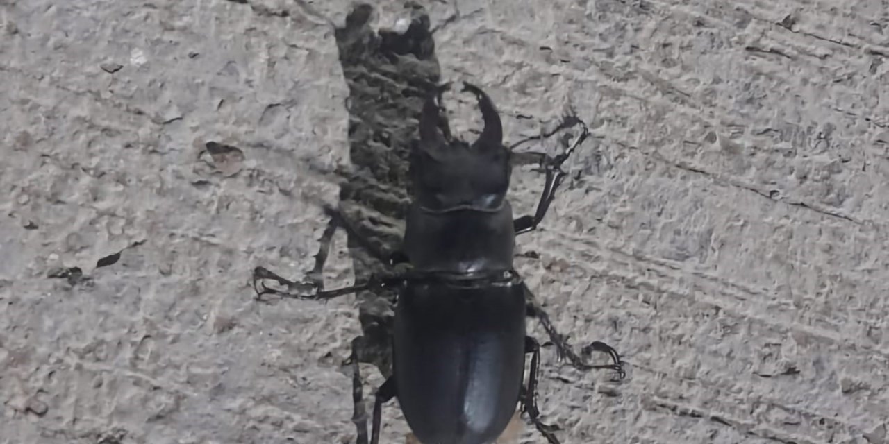 Tunceli’de görüldü: Zarar vermenin cezası 557 bin TL