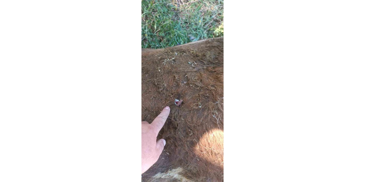 Yayla kavgası: 1 yaralı