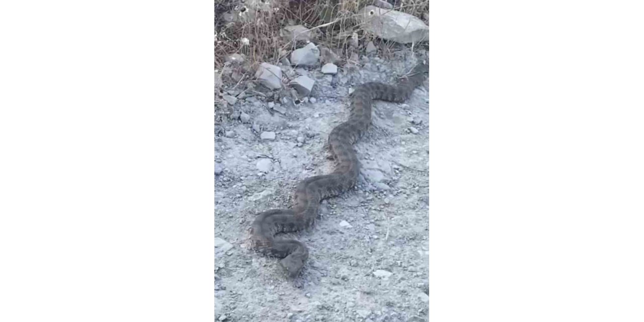 Elazığ’da görüntülenen yılan tedirgin etti