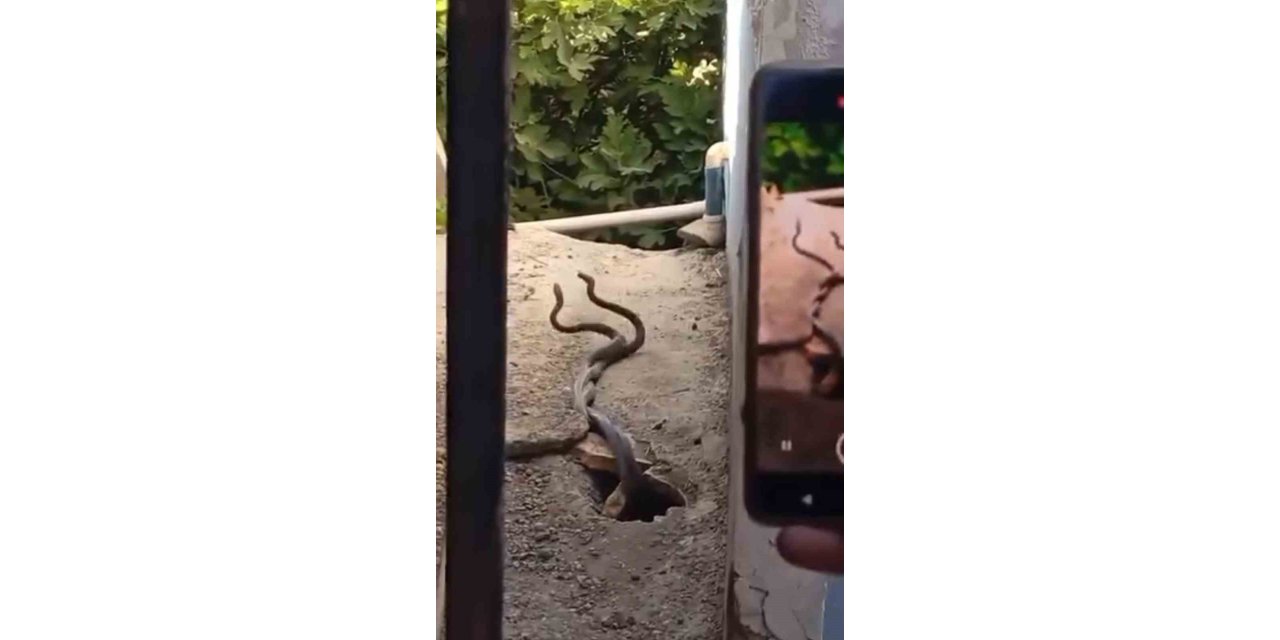 Evin içinden çıkan 2 metrelik yılanlar paniğe neden oldu